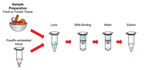 Total RNA Extraction and Purification .